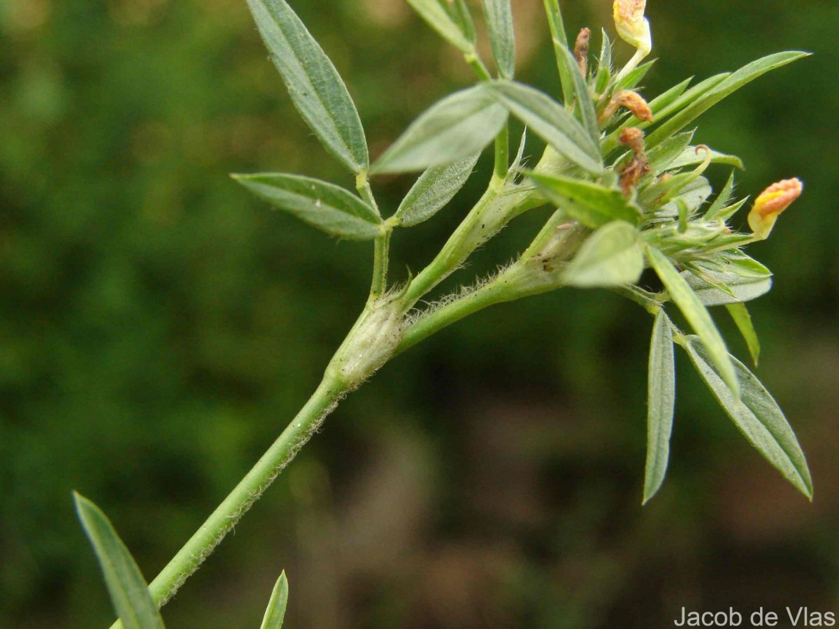 Stylosanthes guianensis (Aubl.) Sw.